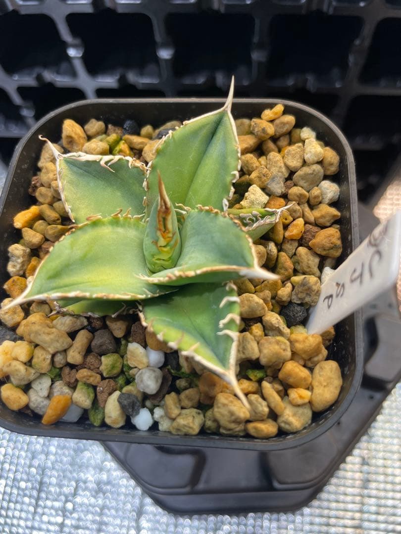 アガベ　チタノタ　ホオジロザメ　大白鯊　CJスペシャル ③