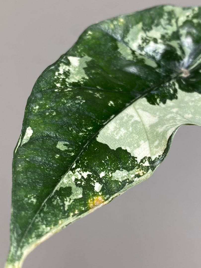 七*草様 【超希少‼️美株✨】アロカシア　シンポ　アルボ　斑入り　白斑　レア　人