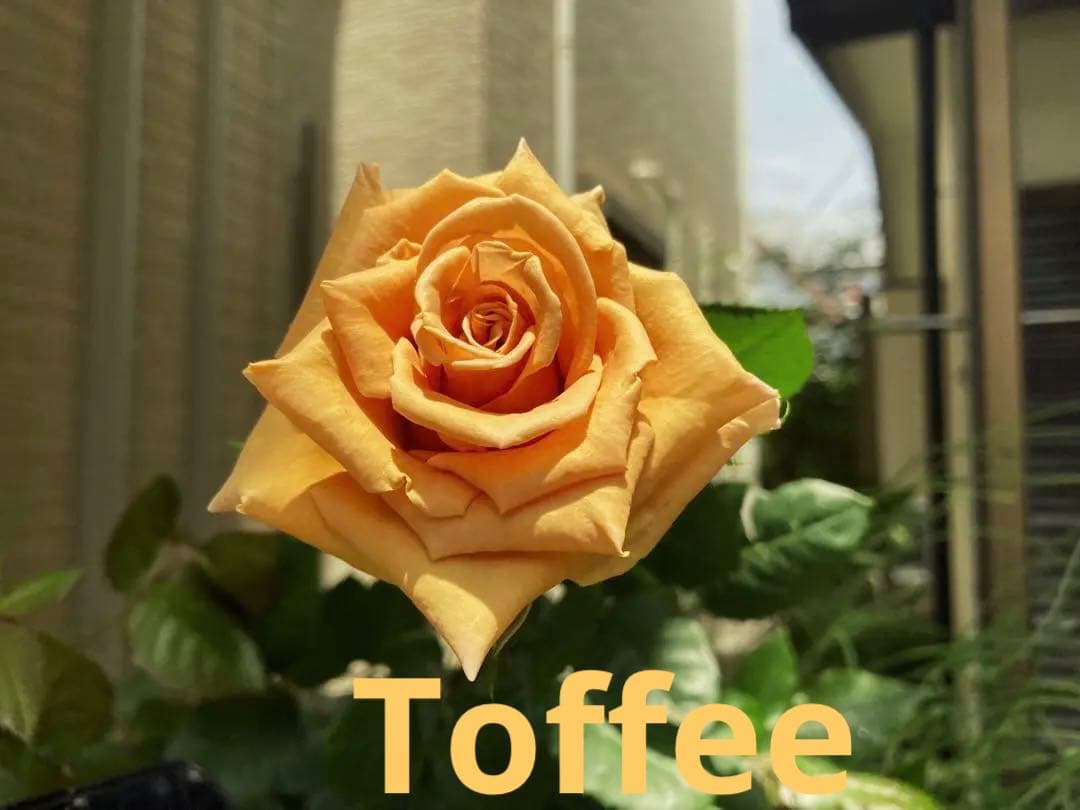 希少　薔薇苗　バラ苗　…2年　1鉢