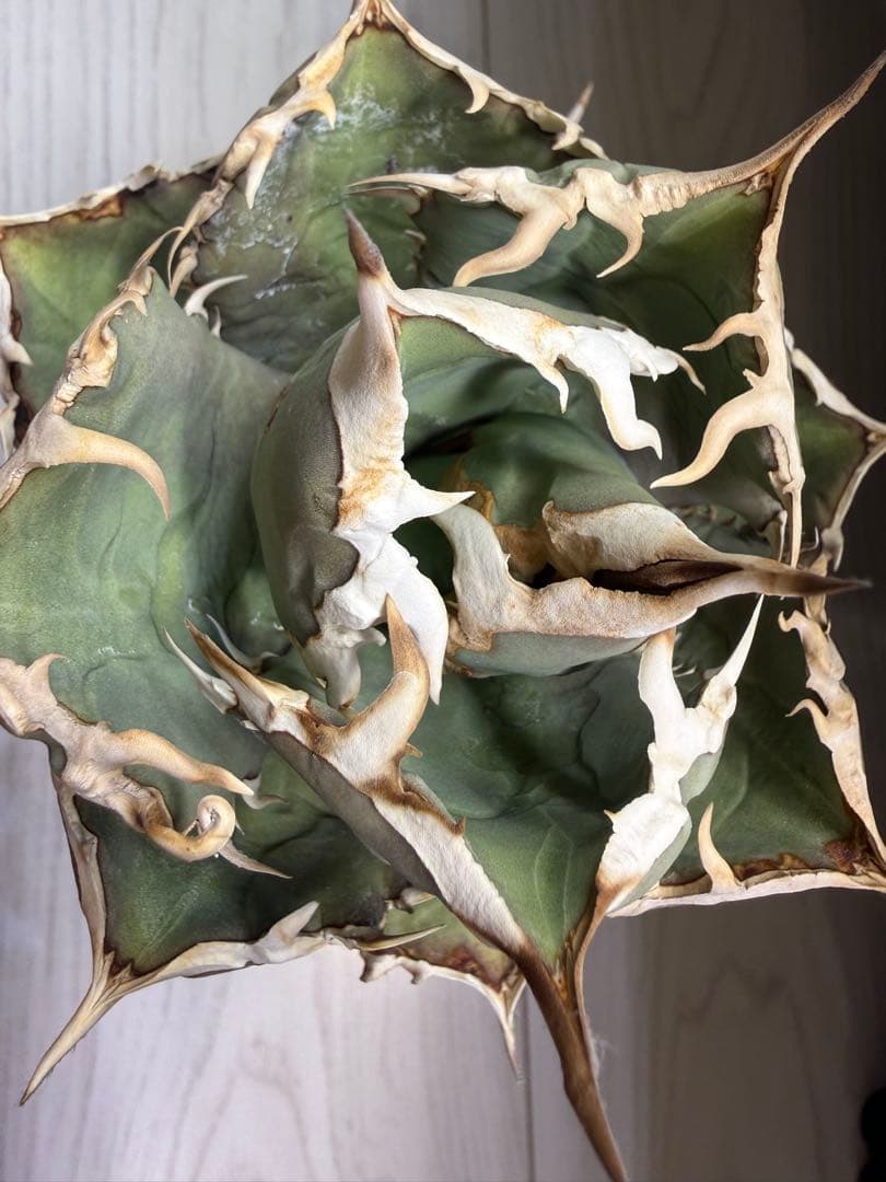 アガベ チタノタ