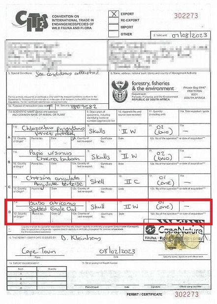 レア！アフリカワシミミズク 頭骨　※捕獲データ付