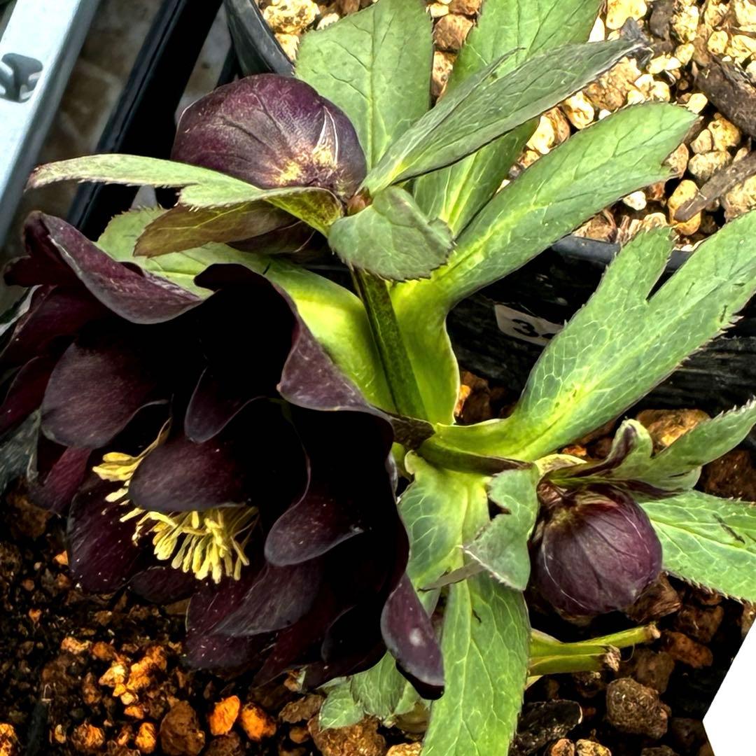 ま*️様 3433☘️花タグ付☘️極上☘️グロッシーカラー⭐️小〜中輪⭐️コンパ