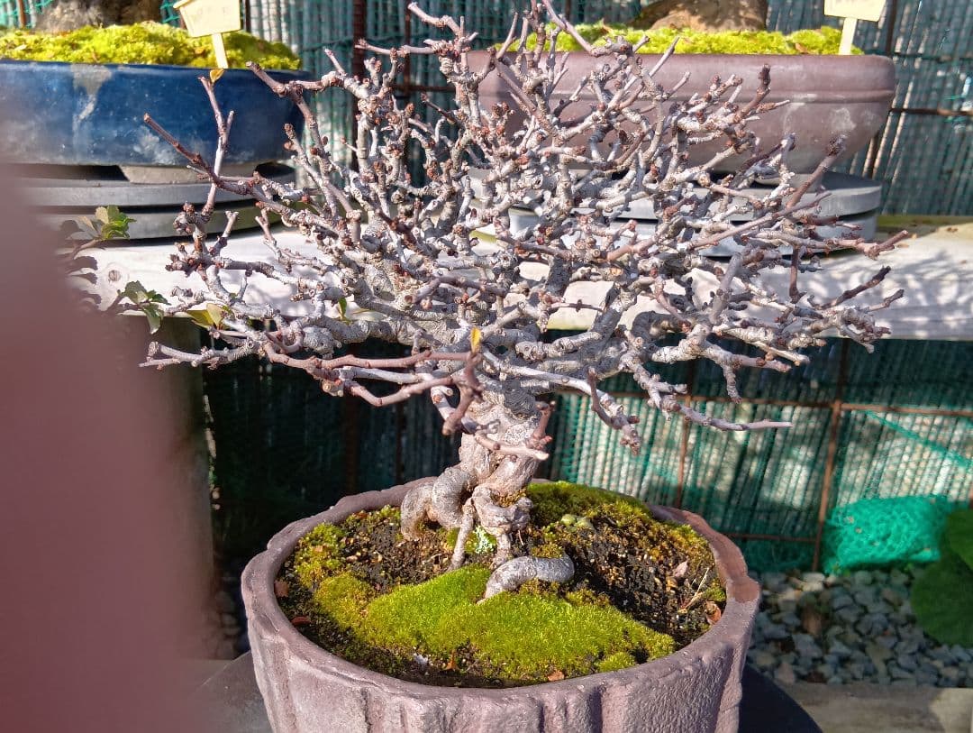 長寿梅‼️白花‼️一本木特価品