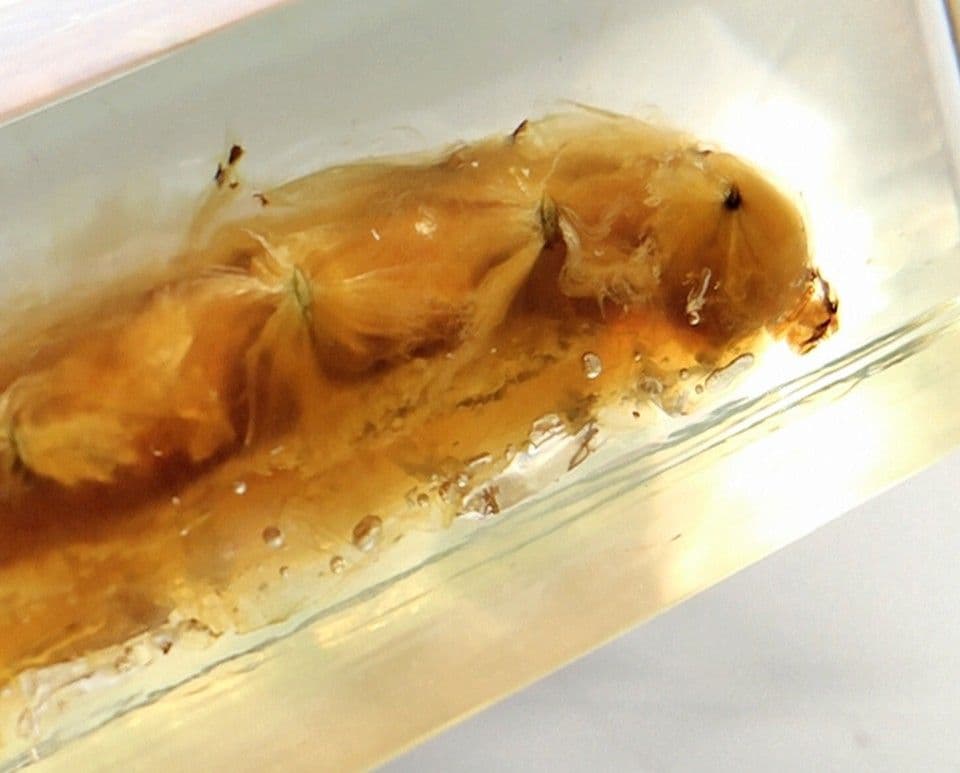 樹脂封入シロアリ女王卵巣標本 70mm★本当に珍しい標本★