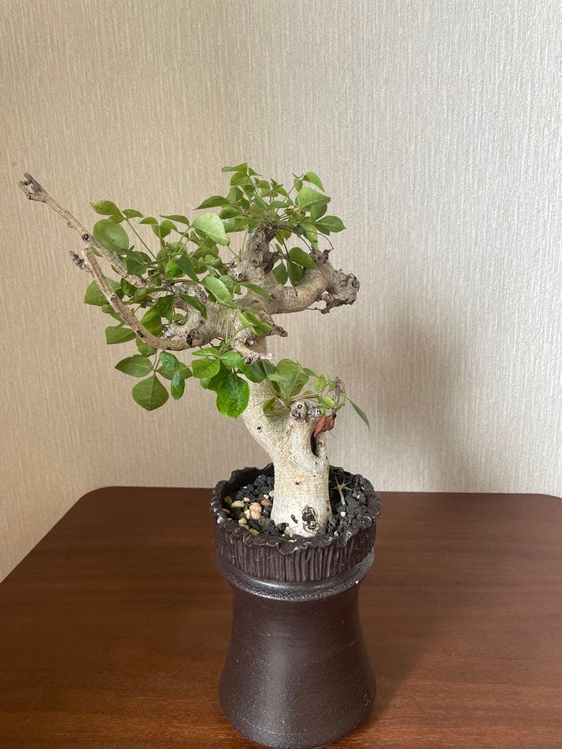 コミフォラ　ドレイク　ブロックマニー　抜き苗