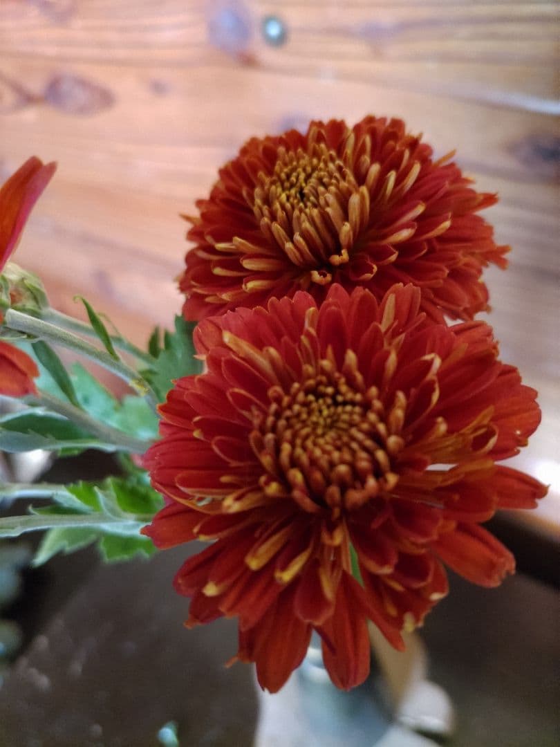 菊苗 冬至芽3本