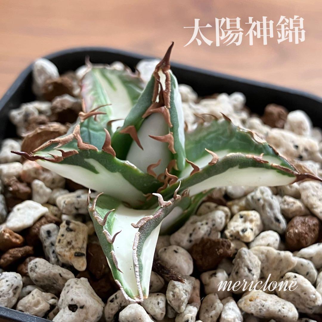 速達【鉢ごと発送】②発根済み　アガべ　チタノタ　太陽神錦　白中斑　TC 永久錦