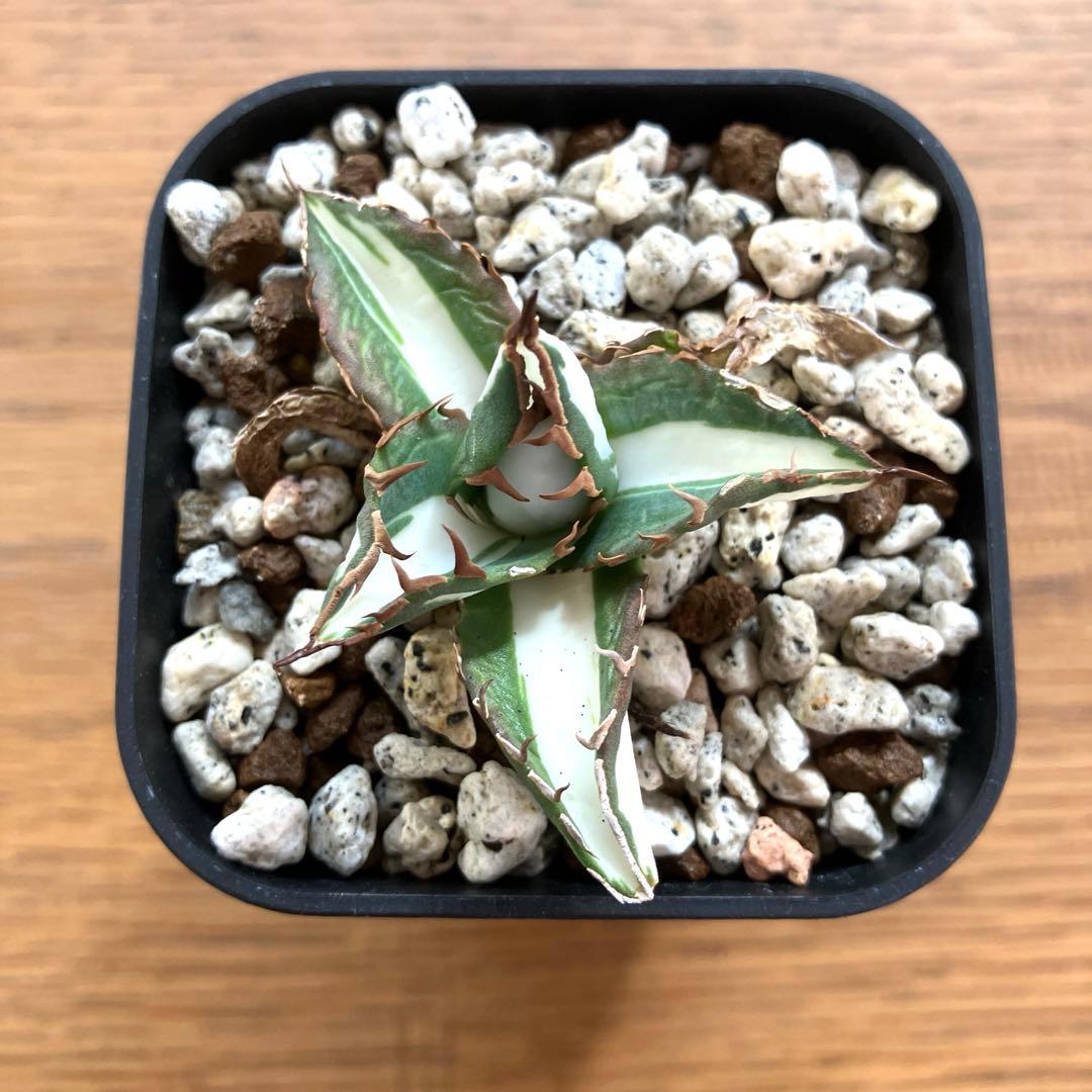 速達【鉢ごと発送】②発根済み　アガべ　チタノタ　太陽神錦　白中斑　TC 永久錦