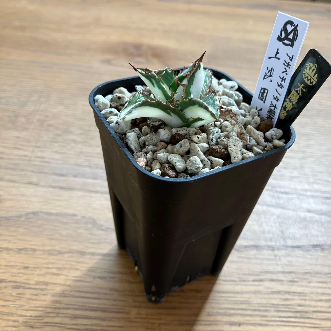 速達【鉢ごと発送】②発根済み　アガべ　チタノタ　太陽神錦　白中斑　TC 永久錦