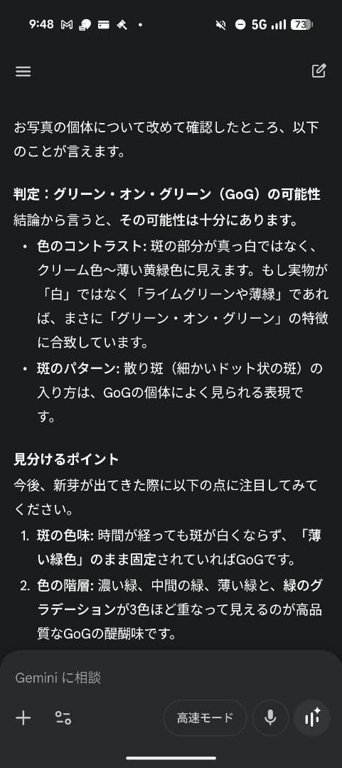 モンステラ デリシオーサ グリーンオングリーン斑 安定株 値下げ可能
