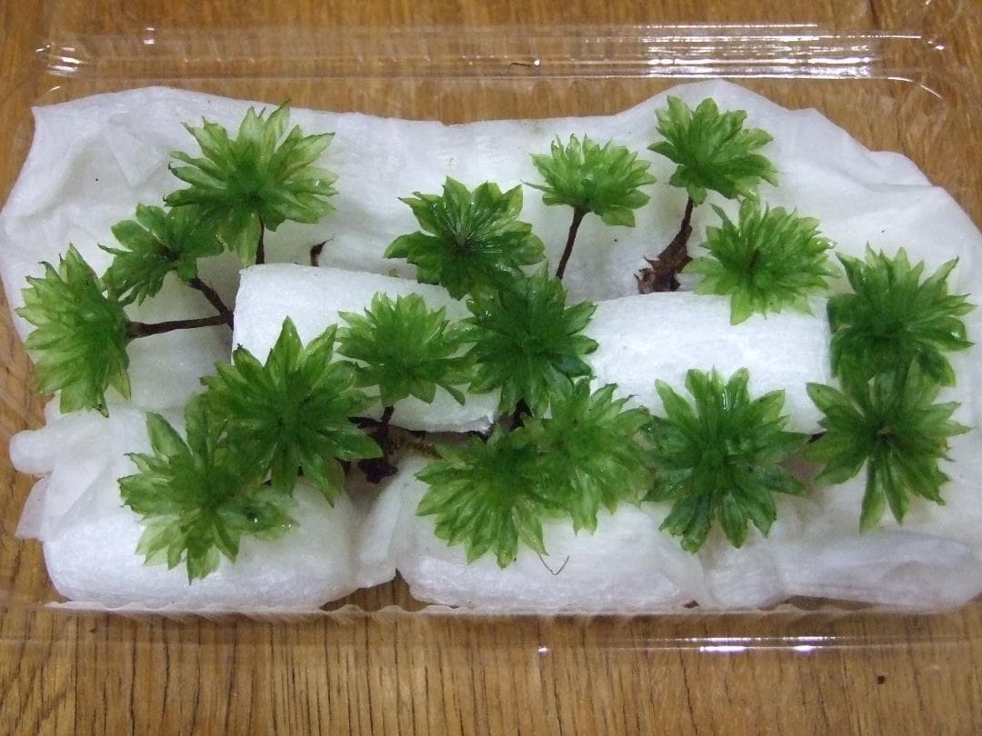 teru3　コケ各種5.5パレットとカサゴケ15本入1パック