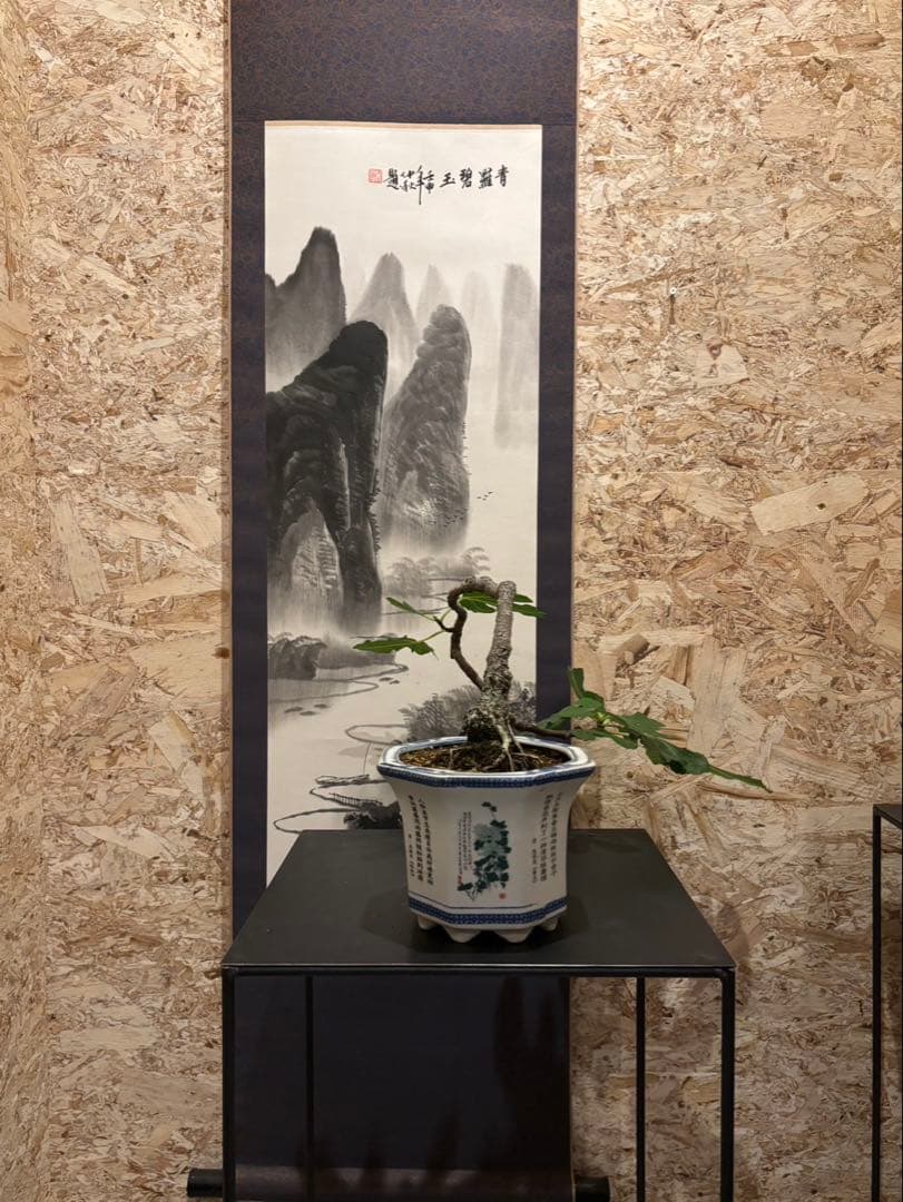 イチジク盆栽　無花果　小品盆栽　珍品　激古　樹齢約30年