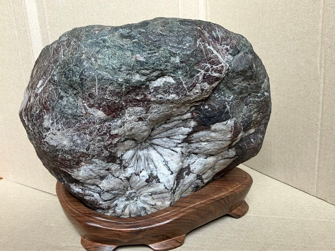 岐阜県 根尾谷 菊花石 グレー母岩 白菊