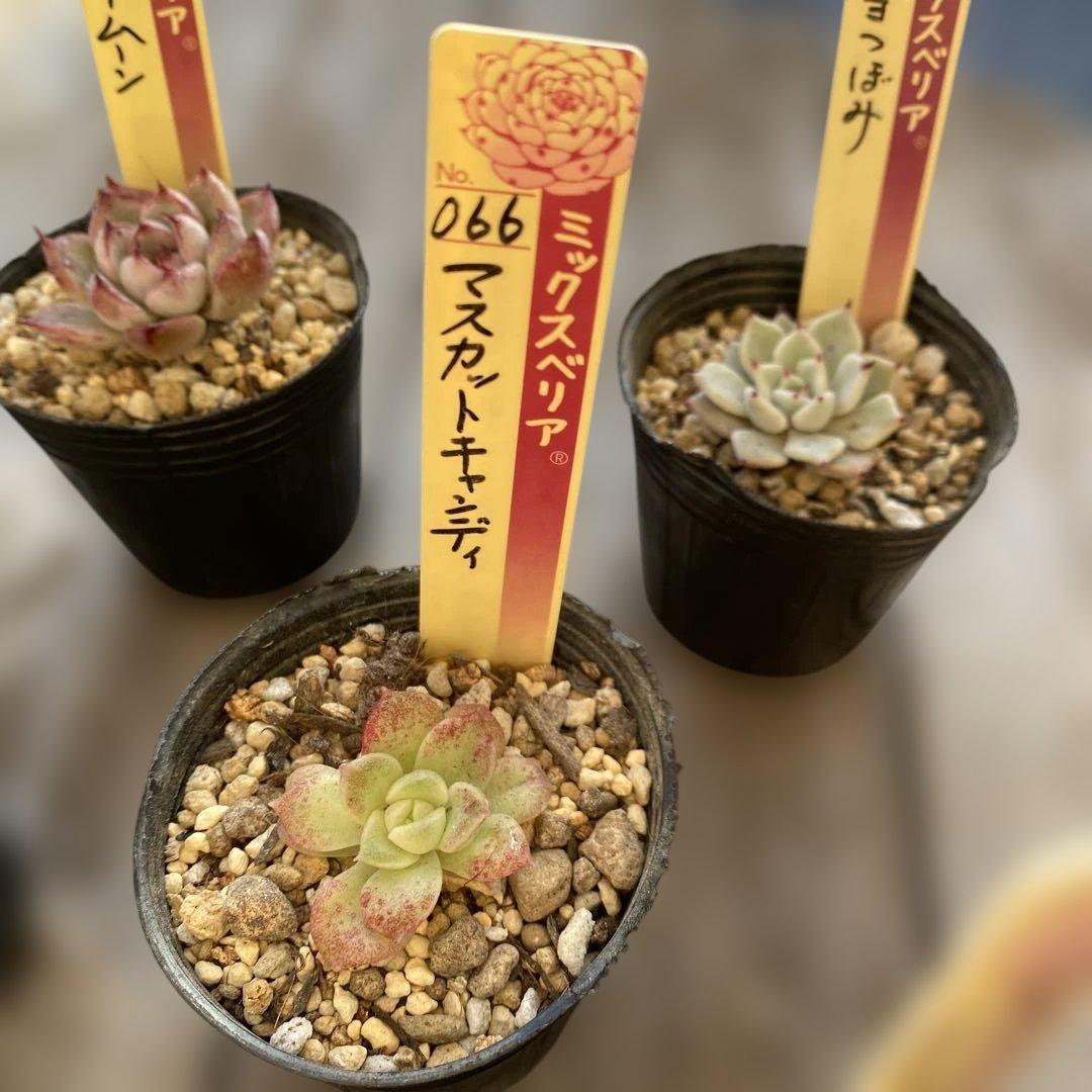 多肉植物　ミックスベリア　セット　ちいさめ　おらいさん　ぬき苗