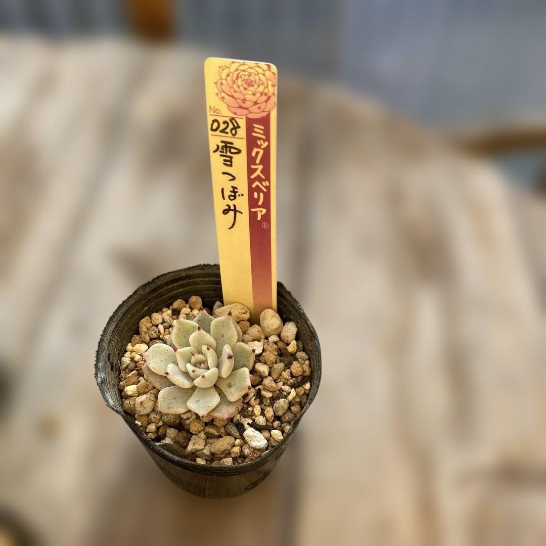 多肉植物　ミックスベリア　セット　ちいさめ　おらいさん　ぬき苗