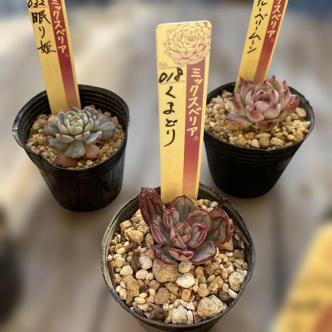 多肉植物　ミックスベリア　セット　ちいさめ　おらいさん　ぬき苗