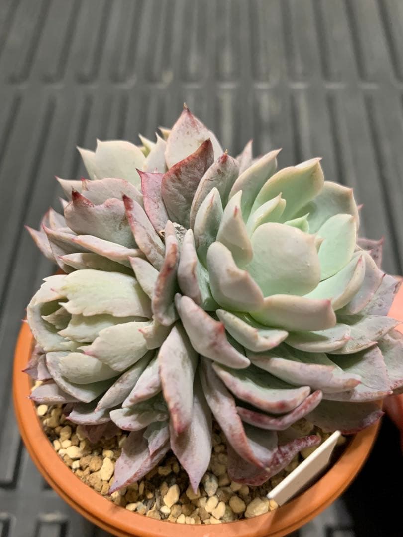 珊瑚の花　札付き　3頭　ミックスベリア　おらいさん