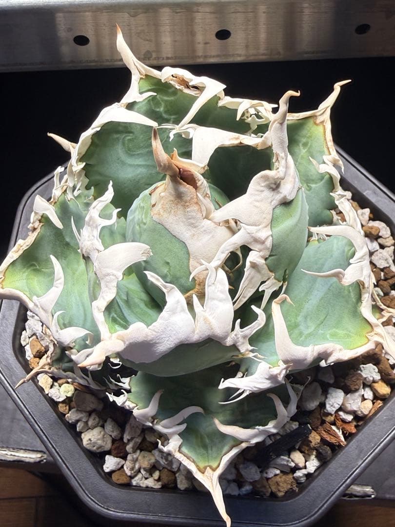 台湾ゴジラ アガベ オテロイ