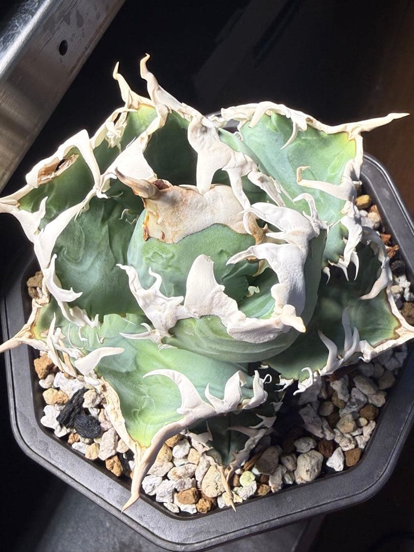 台湾ゴジラ アガベ オテロイ