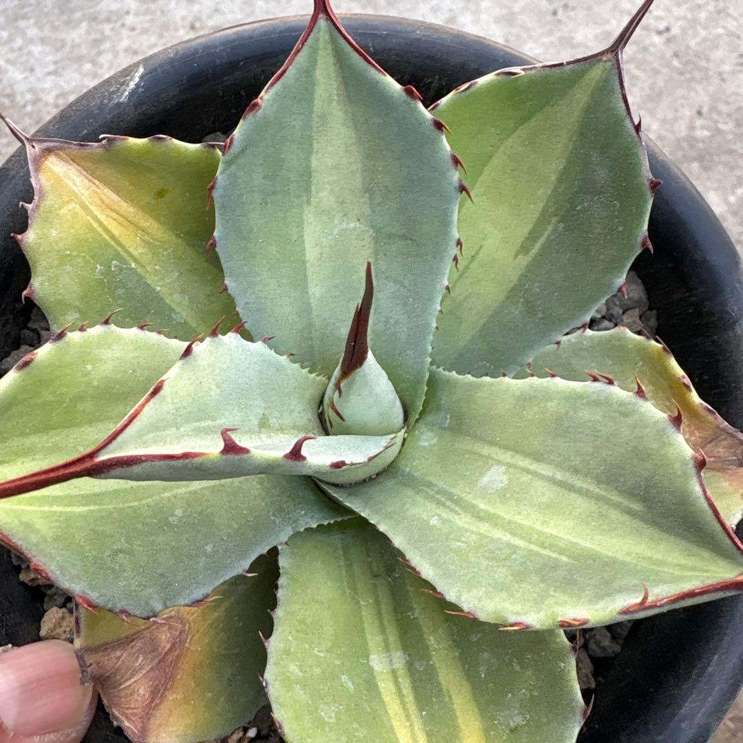 パリートランカータ　ジャックポット　中斑