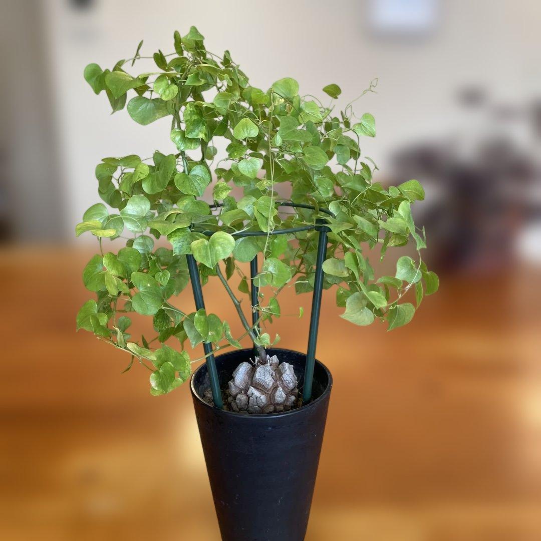 亀甲竜 ディオスコレア