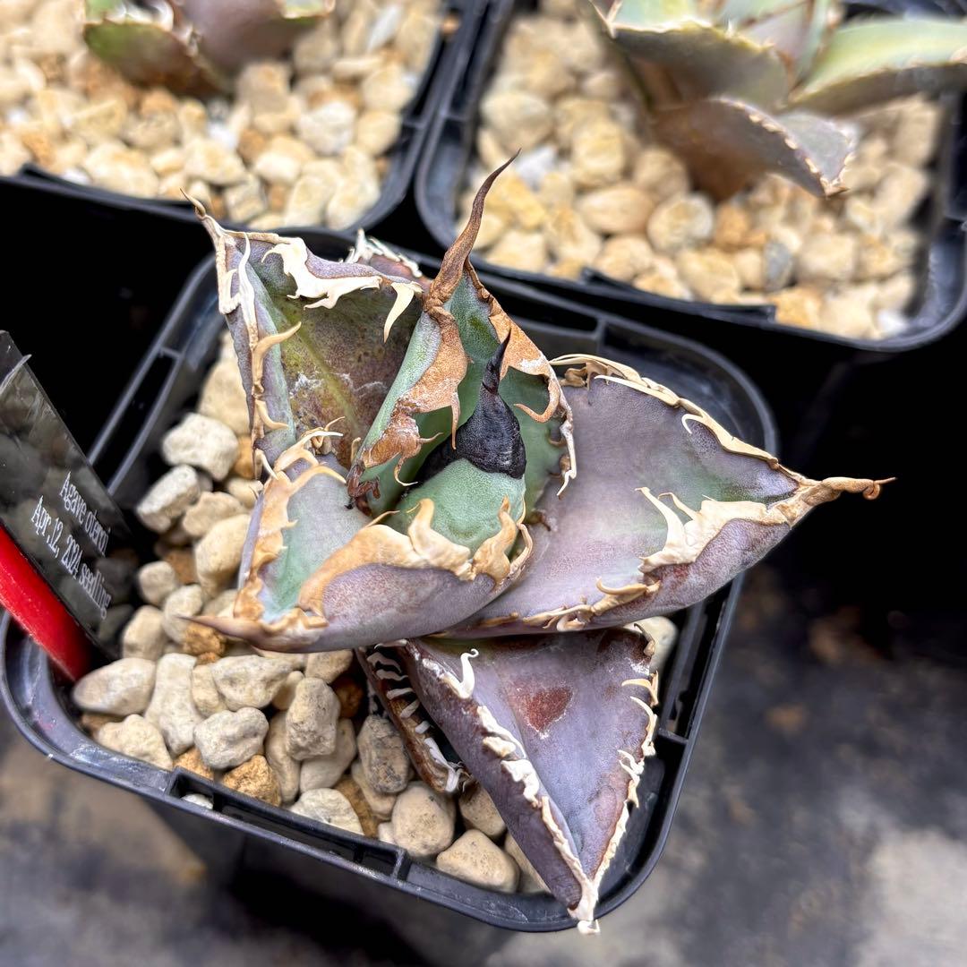 【選抜株】アガベ　オテロイ　実生株　強棘連棘