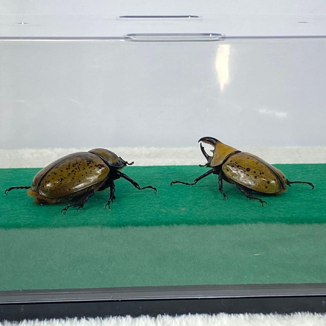 【ペア】ヒルスシロカブトのオブジェ（標本）