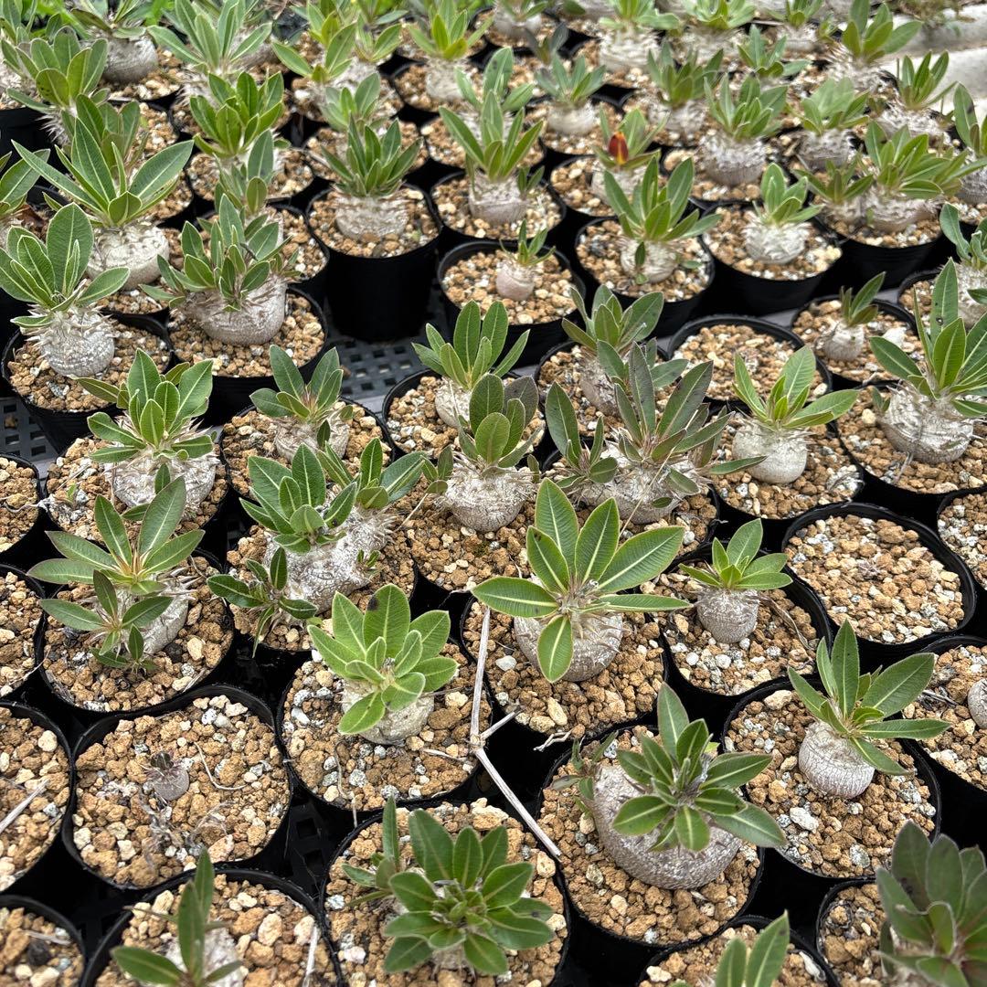 BARREAL様パキポディウム　恵比寿大黒　150株セット