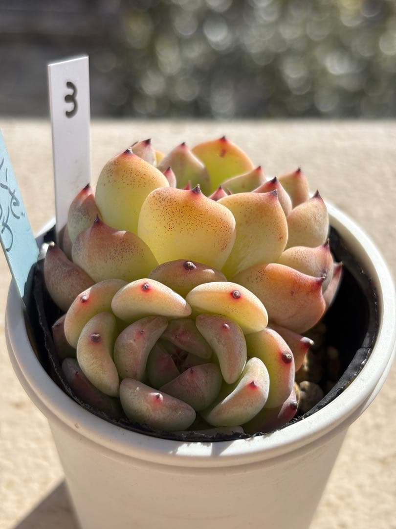 多肉　ラウリンゼ×ざわわ③ おらいさん苗　青札　検) ミックスベリア