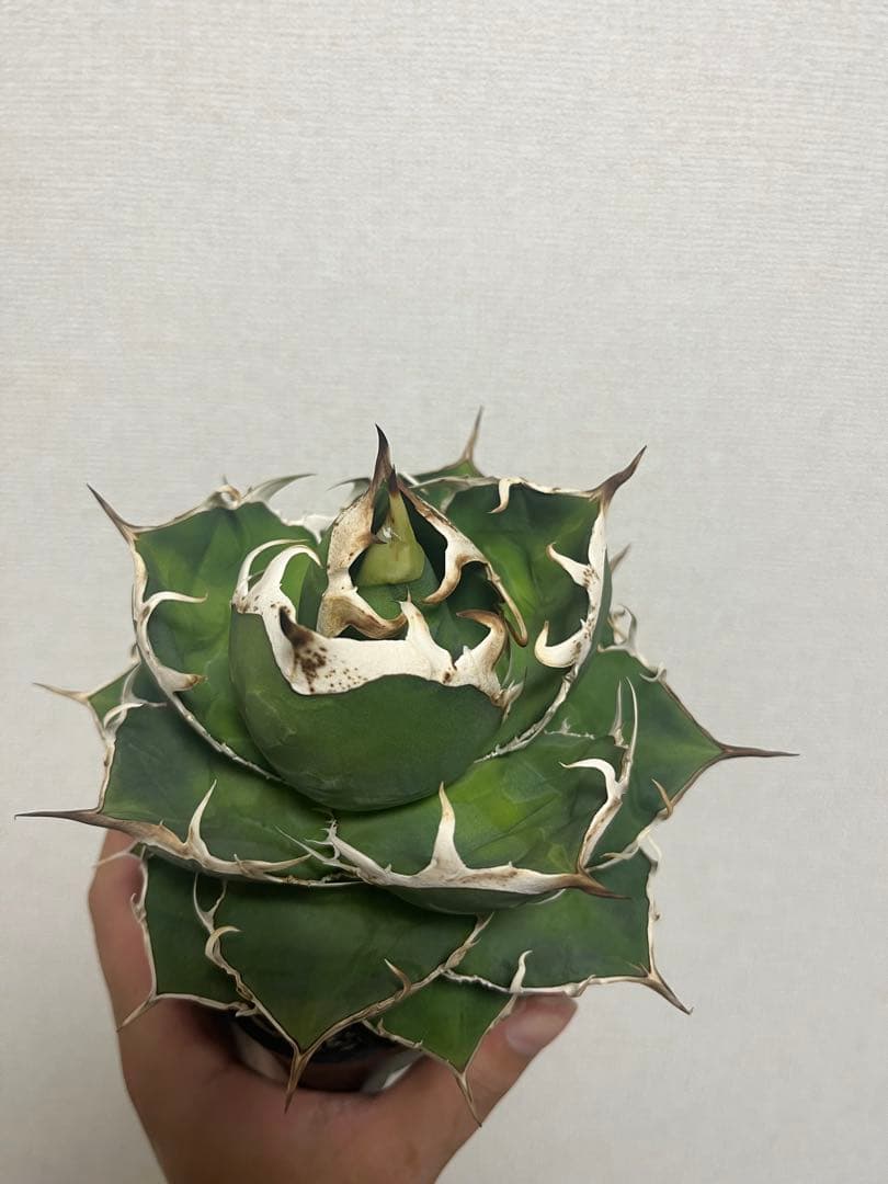 【現品】アガベ　オテロイ実生　ウリエル実生