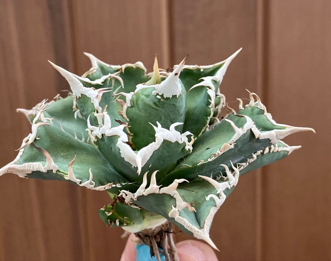 【速達】15 特選　特大　子株付き　アガべ　チタノタ　白豪刺　TC 上澳園芸