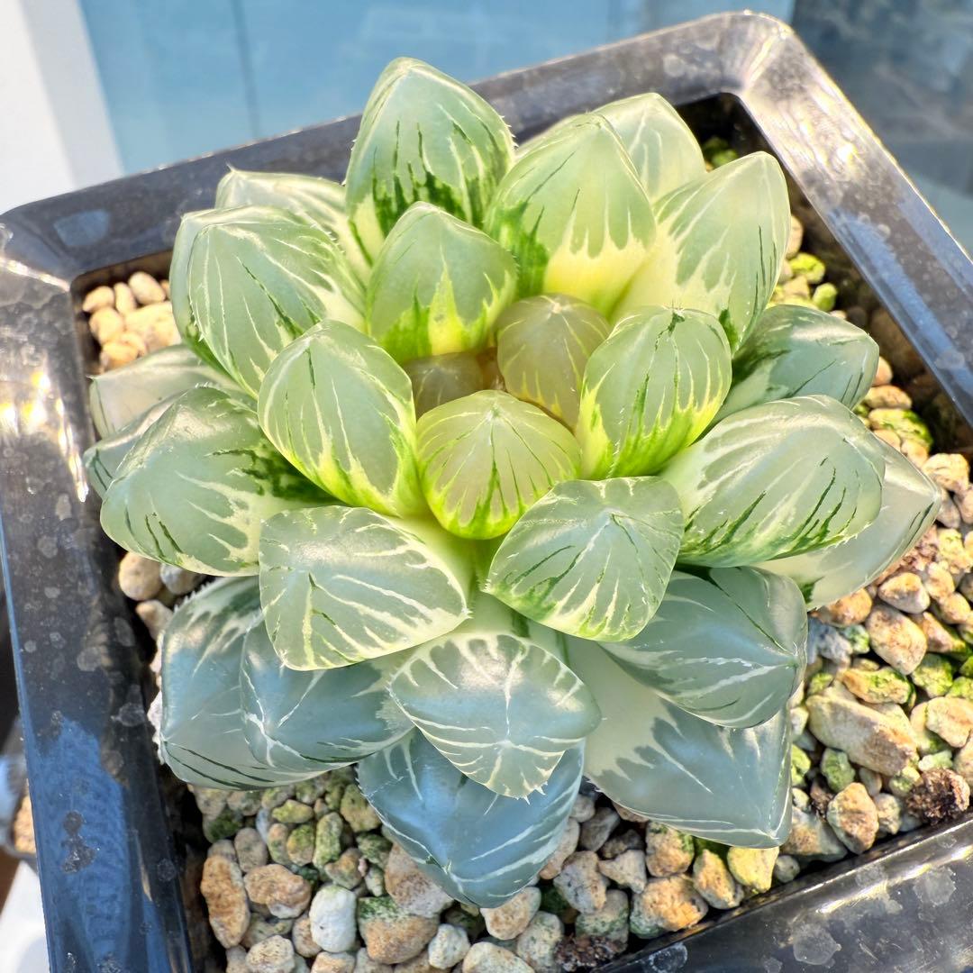 多肉植物 ハオルチア 紫王オブツーサ錦 大型種 11cm鉢