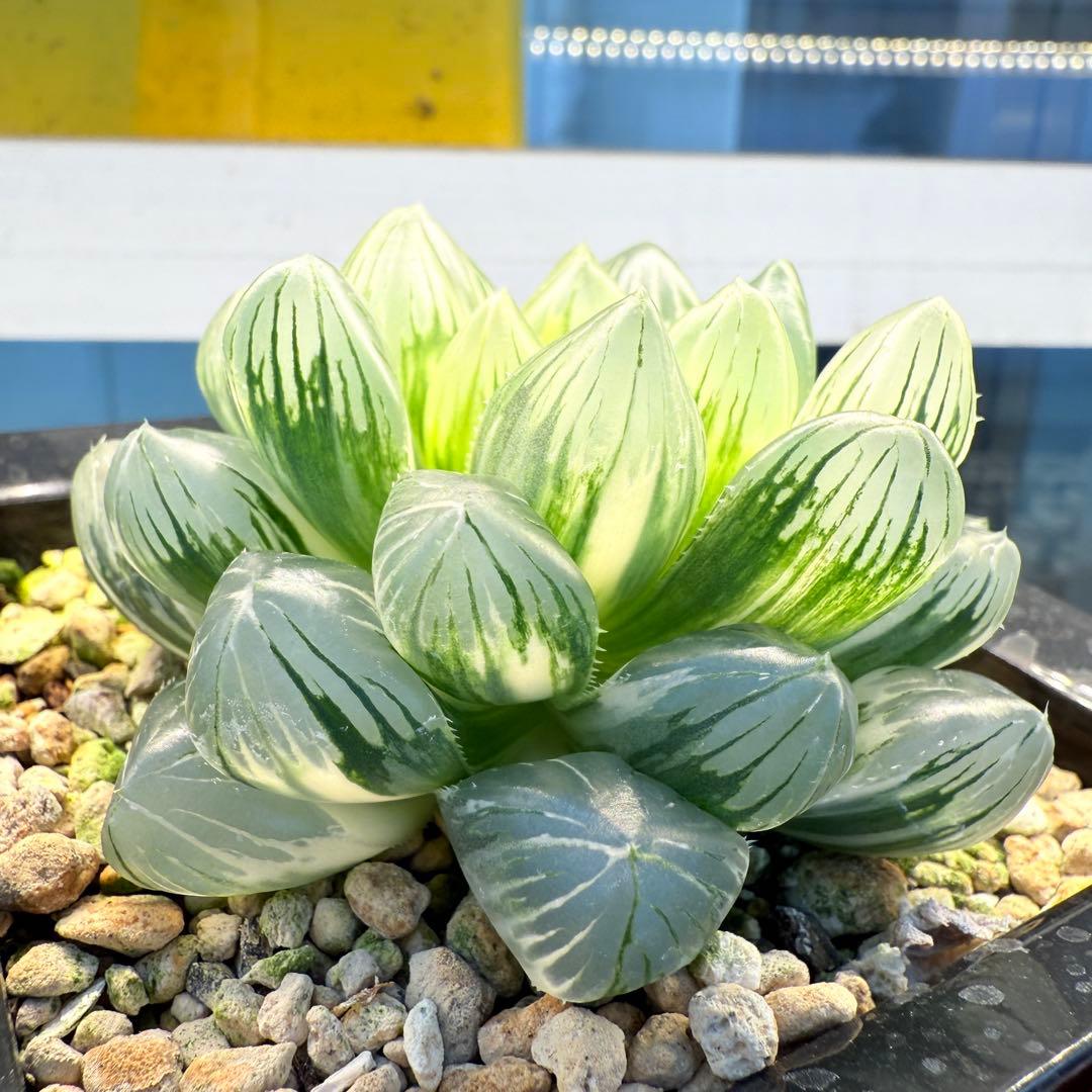 多肉植物 ハオルチア 紫王オブツーサ錦 大型種 11cm鉢