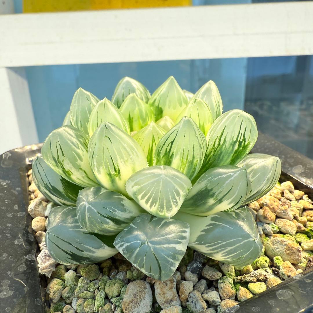 多肉植物 ハオルチア 紫王オブツーサ錦 大型種 11cm鉢