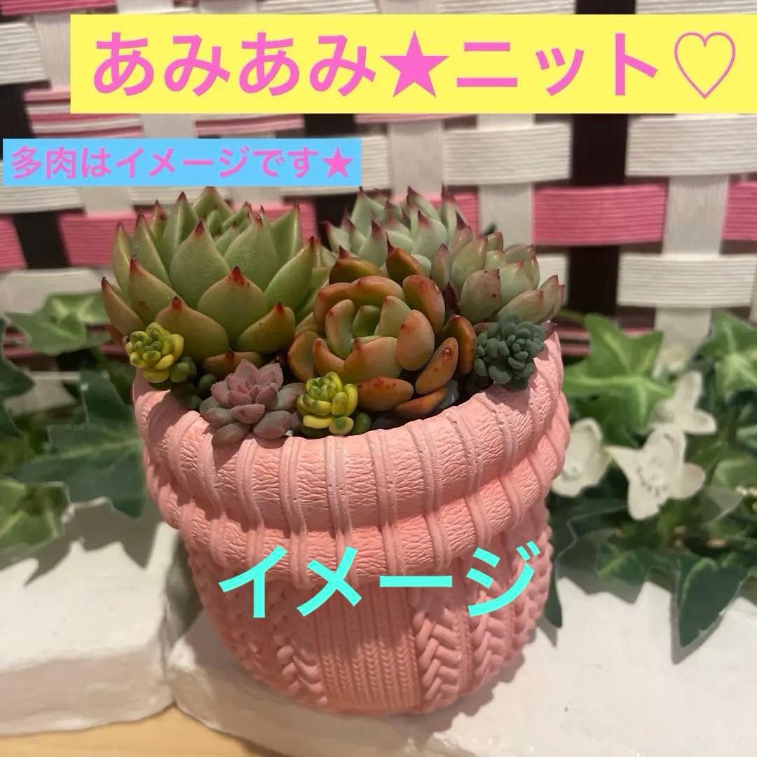 441★あみあみニット♡ モルタル雑貨　（お任せ植物付き）290