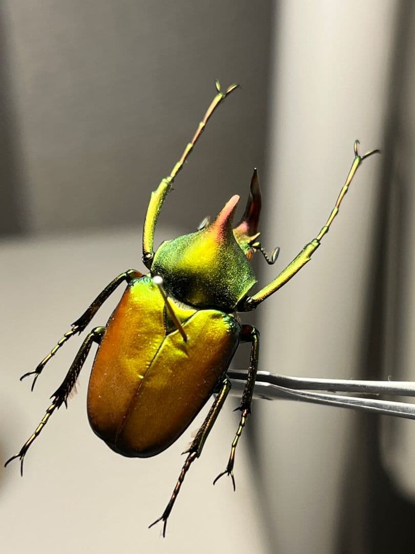 【30mm】ロドリゲスカブトハナムグリ コガネムシ プラチナコガネ カナブン