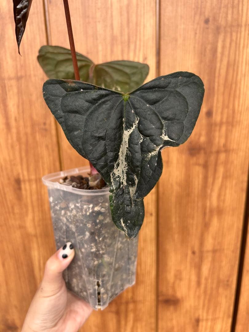 HS　アンスリウム　ナイトクイーン x フォートシャーマン