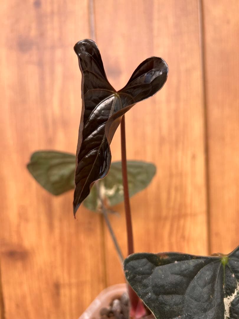 HS　アンスリウム　ナイトクイーン x フォートシャーマン