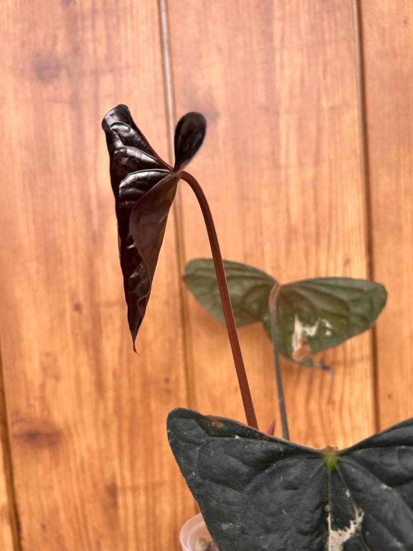 HS　アンスリウム　ナイトクイーン x フォートシャーマン