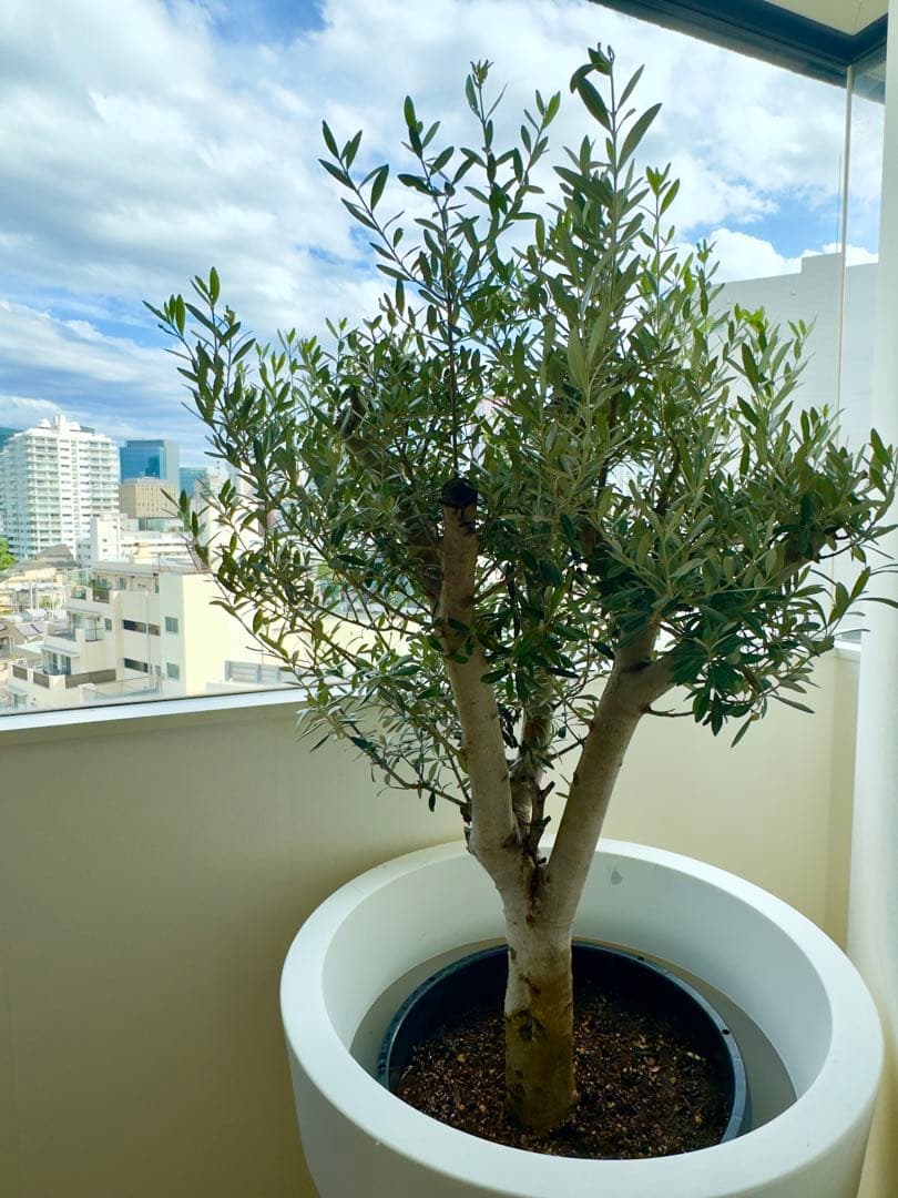 【大型】オリーブ ミッション 古木 鉢付き 簡易水やり機器セット170cm