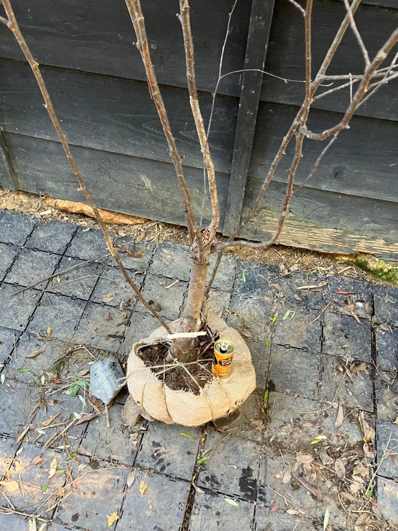 2 山採り　アズキナシ