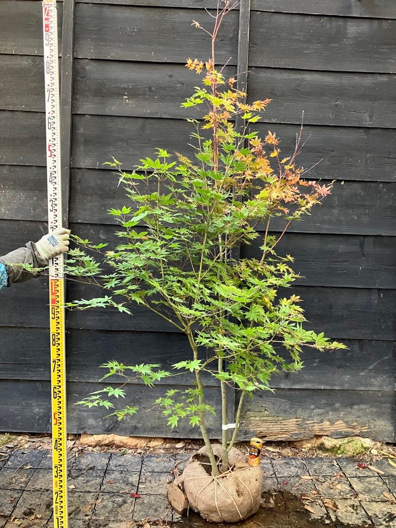 8 コハウチワカエデ