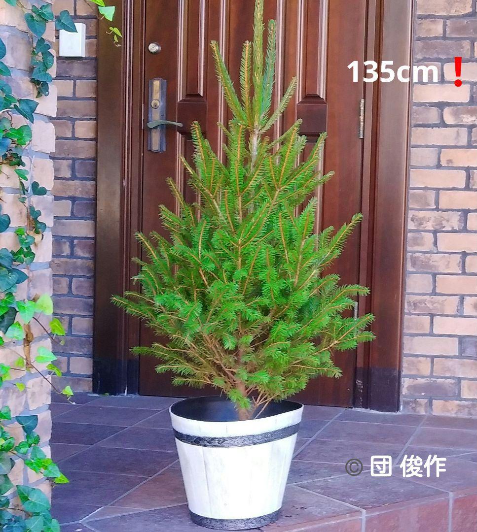 ドイツトウヒ 苗木 135cm❗オウシュウトウヒ クリスマスツリー もみの木