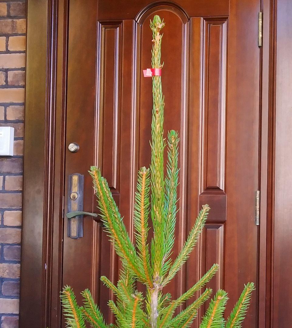 ドイツトウヒ 苗木 135cm❗オウシュウトウヒ クリスマスツリー もみの木