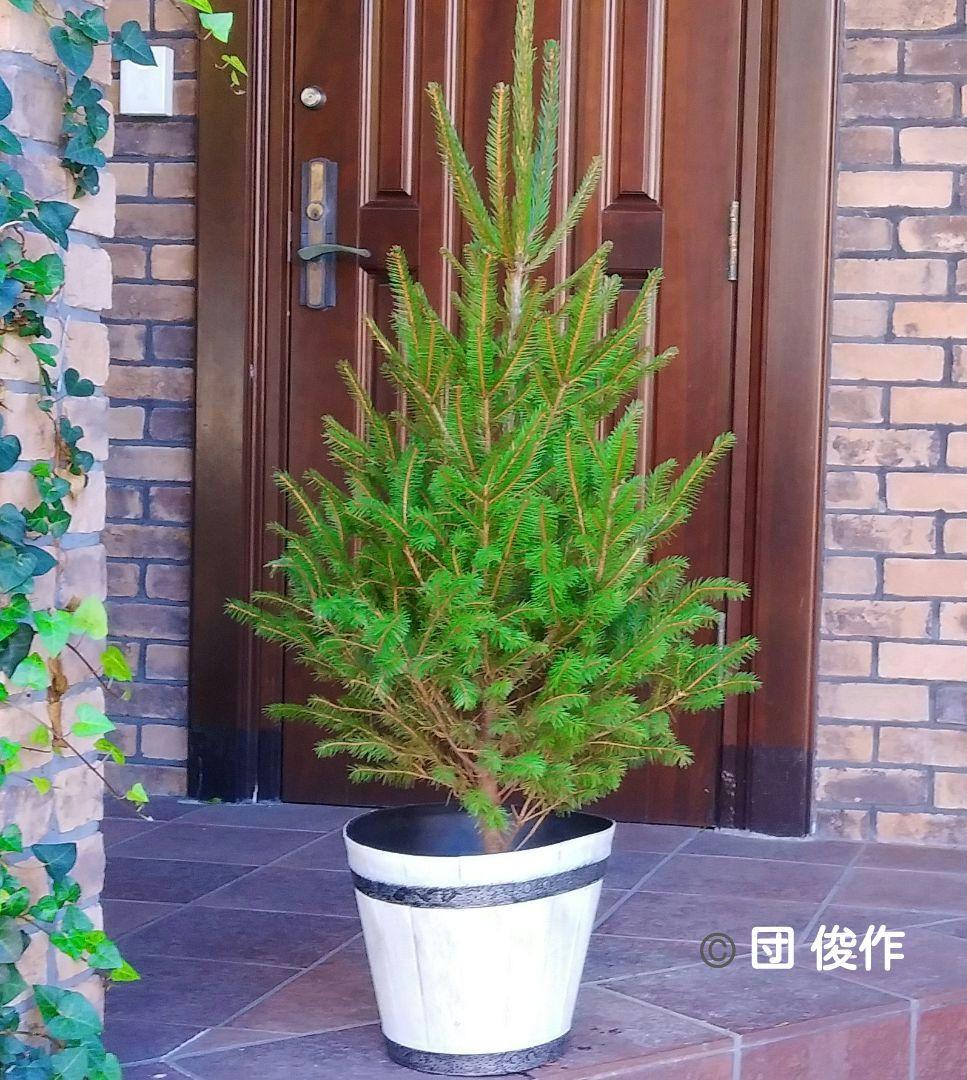 ドイツトウヒ 苗木 135cm❗オウシュウトウヒ クリスマスツリー もみの木