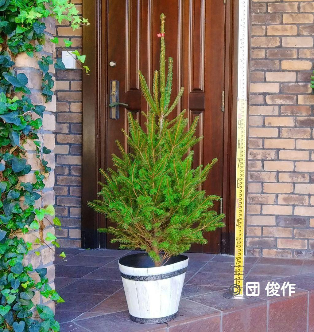 ドイツトウヒ 苗木 135cm❗オウシュウトウヒ クリスマスツリー もみの木