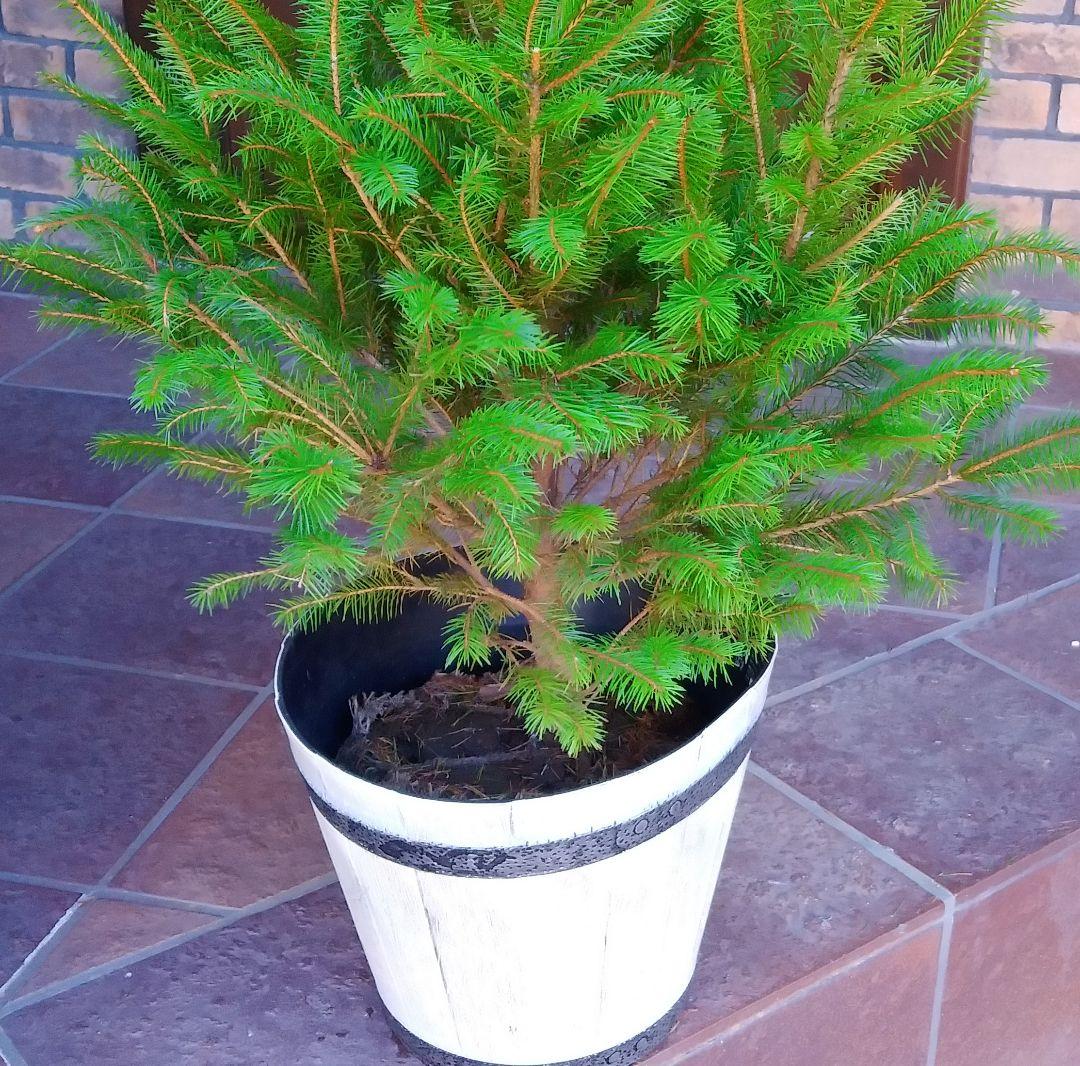 ドイツトウヒ 苗木 135cm❗オウシュウトウヒ クリスマスツリー もみの木