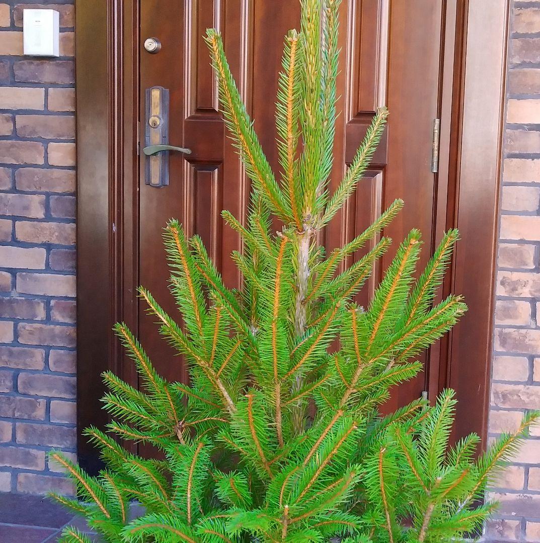 ドイツトウヒ 苗木 135cm❗オウシュウトウヒ クリスマスツリー もみの木