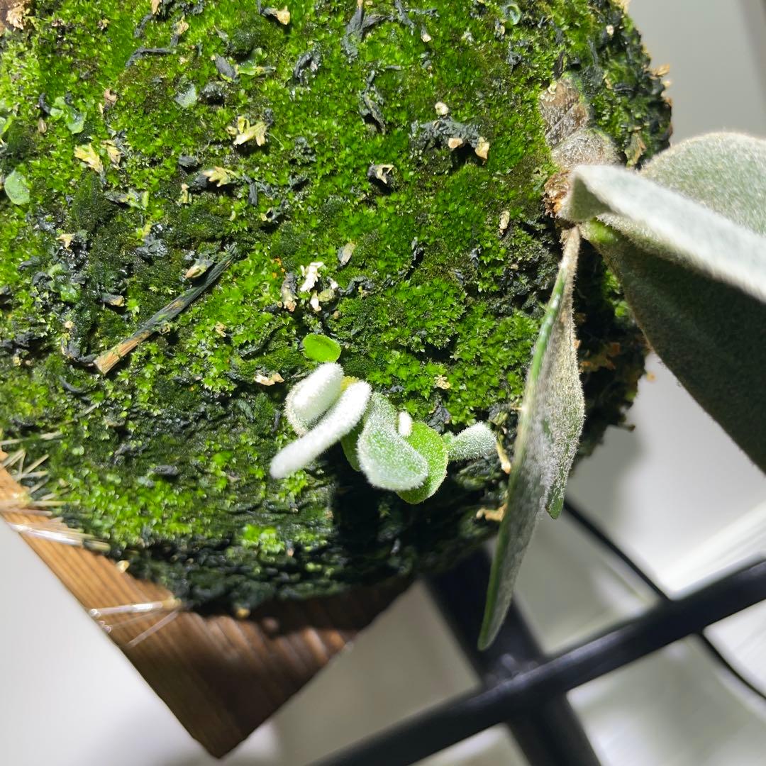 ビカクシダP.willinckii Polaris ポラリス子株#4 【子株付】