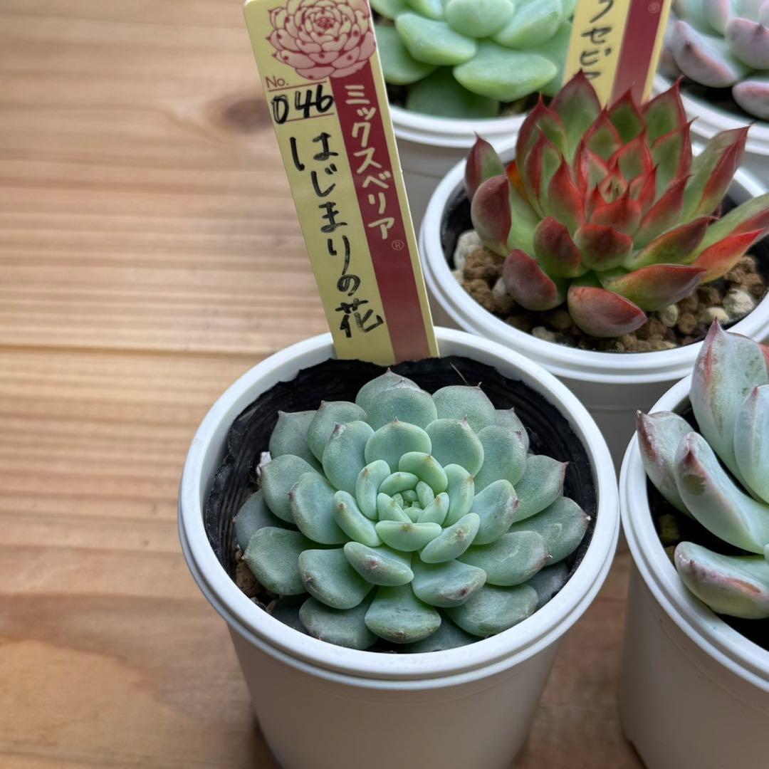 ミックスベリア まとめ売り ) おらいさん苗 青札 多肉植物 エケベリア